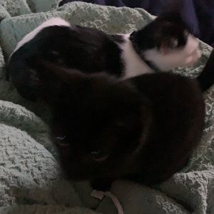 Meet your Posher, Ez